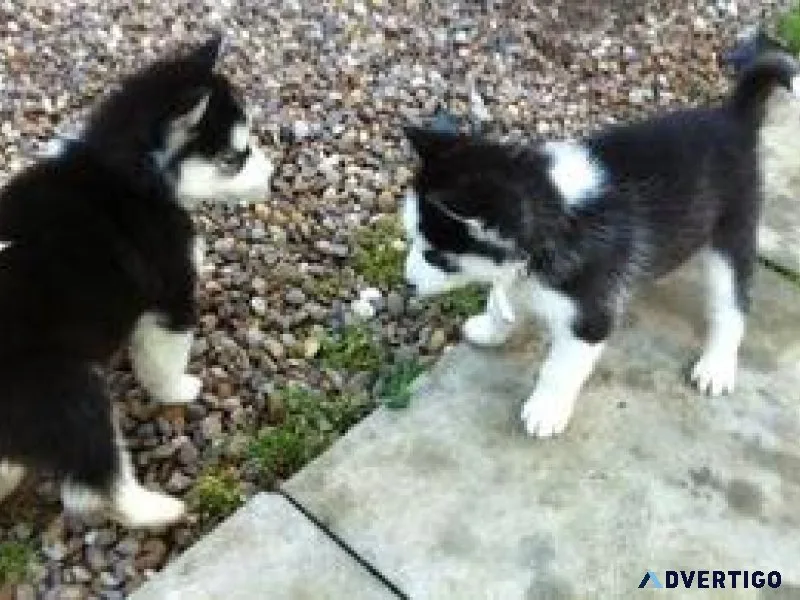 Purebred Siberian Huskies