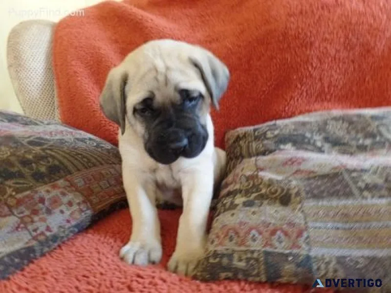 Home raised Mastiff puppies for sale