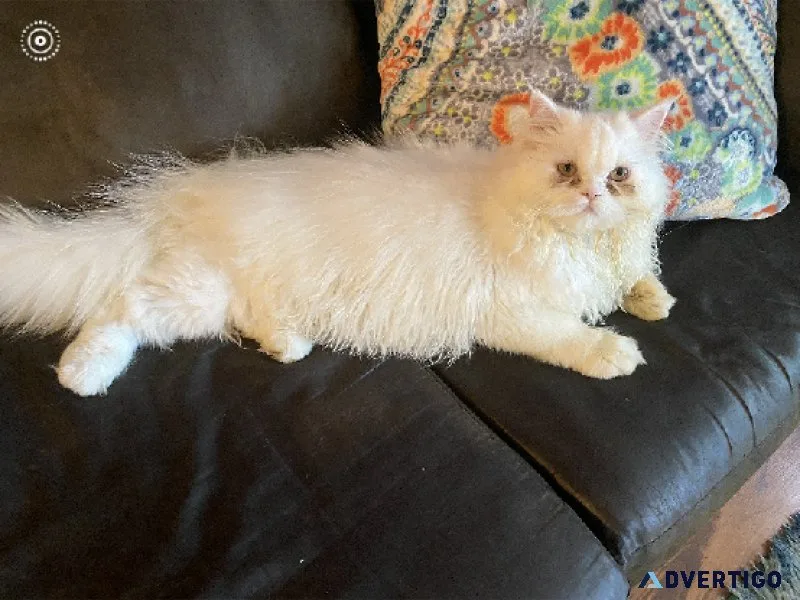 White and Tortie Persians