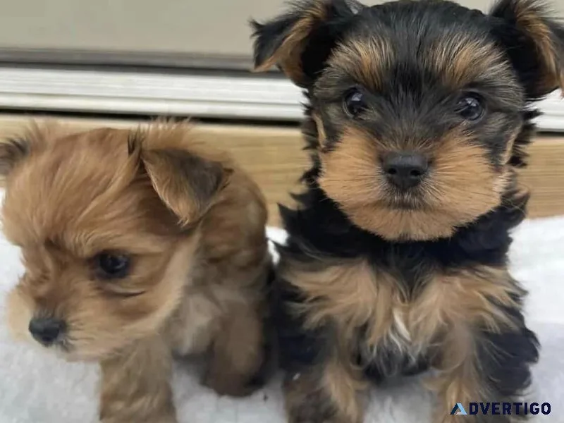 Pure Yorkies