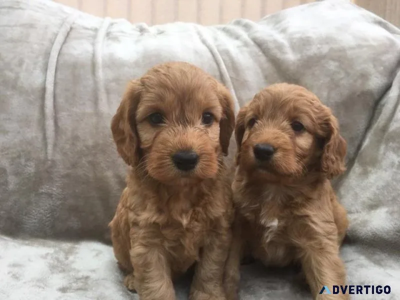 zASRTT Cute Cavapoo Puppies for Sale