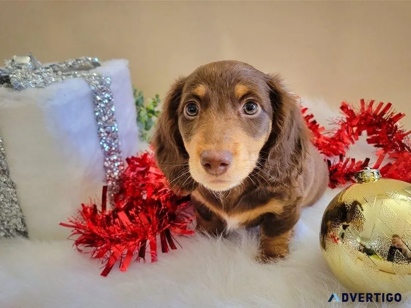 Miniature dachshund puppies