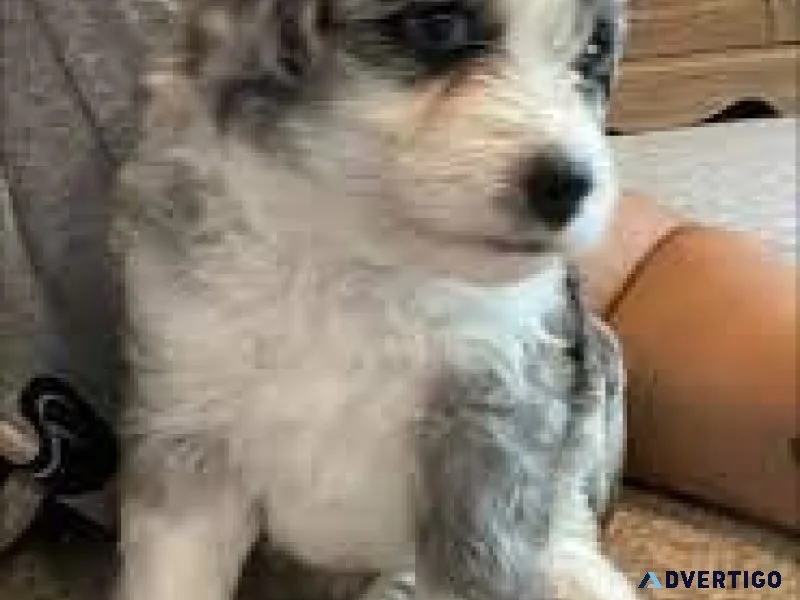 Aussie doodles Standard size f1b