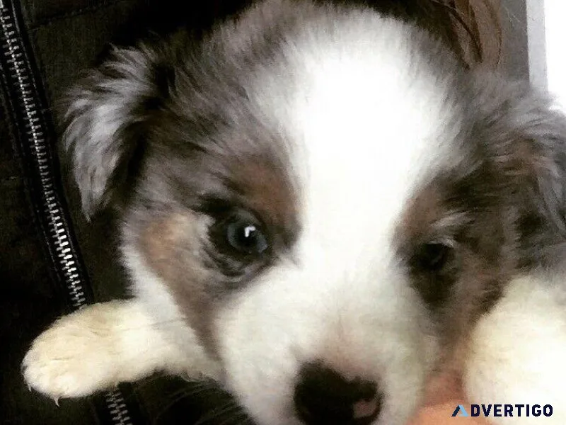 Australian Shepherd Blue Heeler puppies on raw food diet