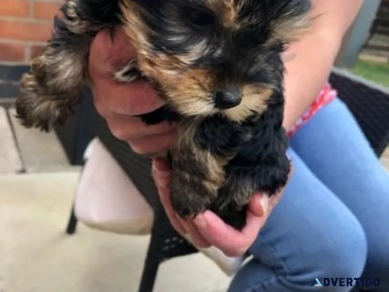 YorkieHavanese Christmas Puppies