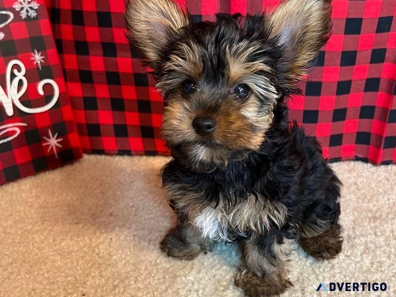 Yorkie Puppies