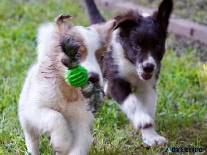 Gorgeous Border Collie puppies available.