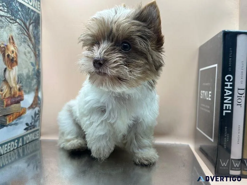 Yorkie male or female puppies