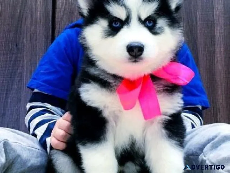 1 year old Siberian Husky cross German Sheppard