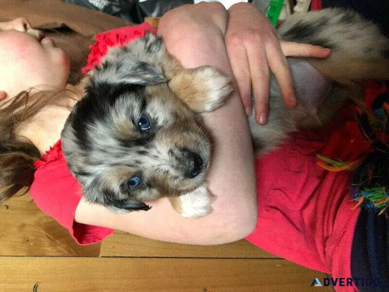 Puppies