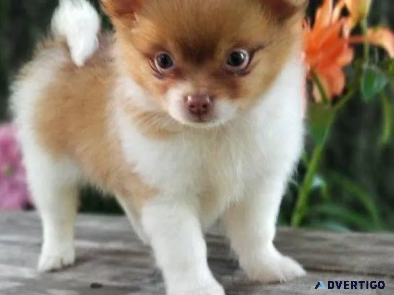 Cute Maltipom puppies for sale