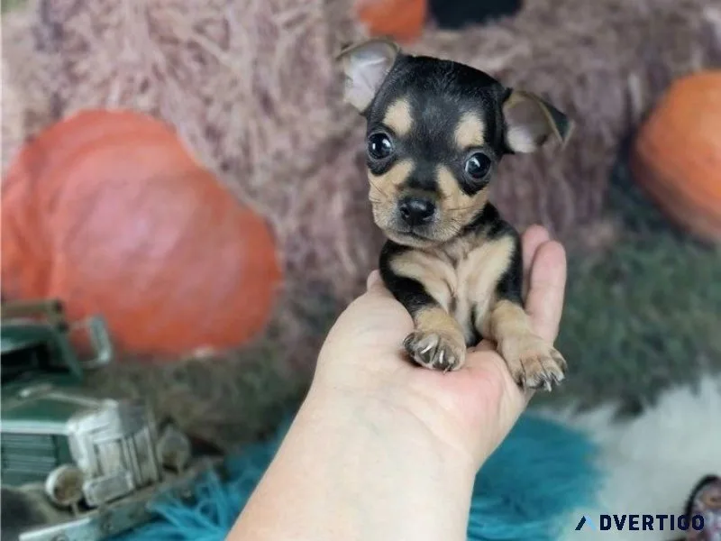 Tiny male and female Chihuahua puppies