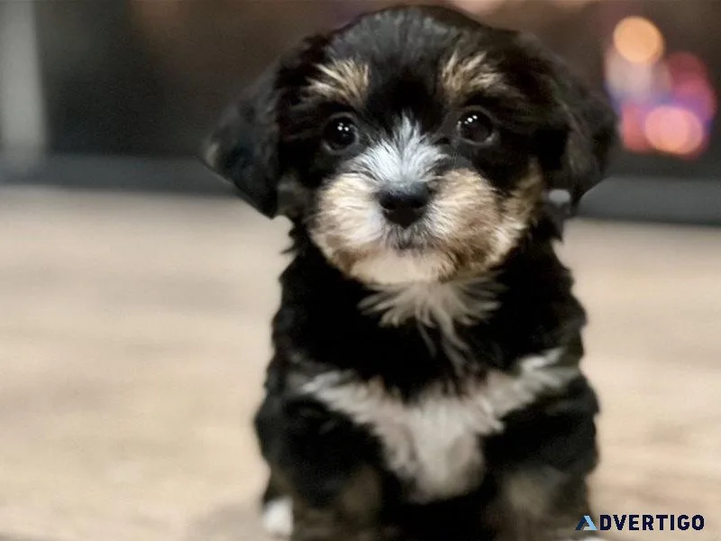 tiny yorkie puppies 1 boy left