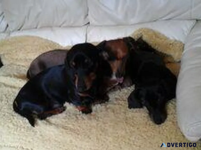 dachshund puppies