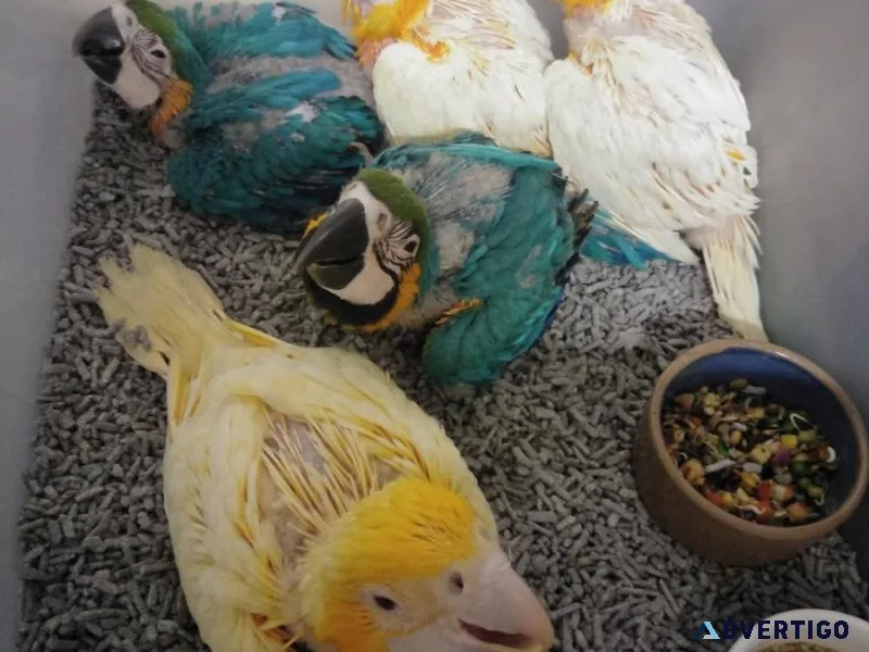 African grey Parrots Macaw cockatoos Amazon Parrots