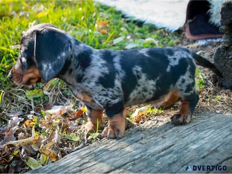 True miniature dachshund puppies