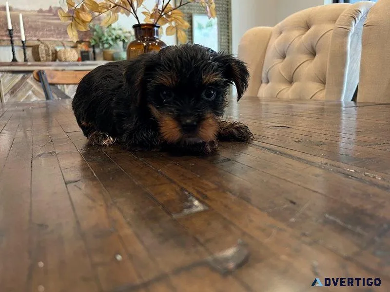 Yorkshire Terrier Puppies Purebred RTG