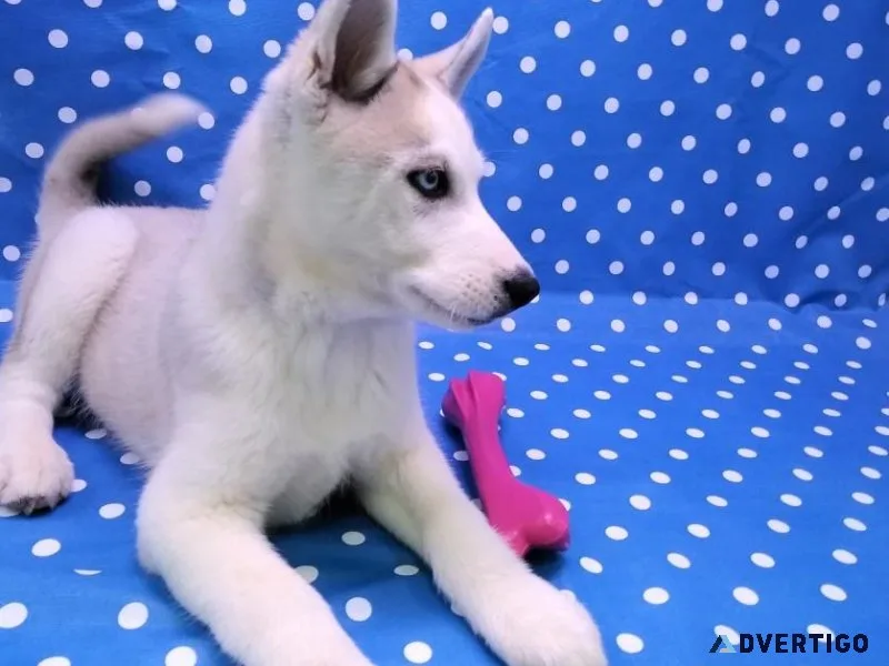 Siberian Husky
