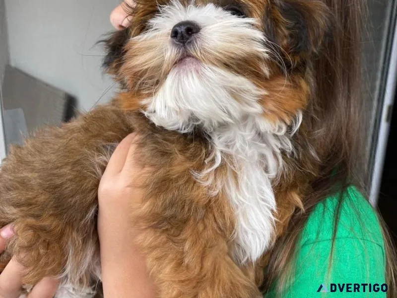 Havanese mix puppy looking for good home