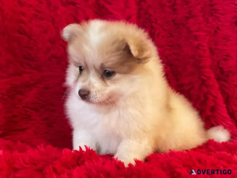 Pomeranian Puppies