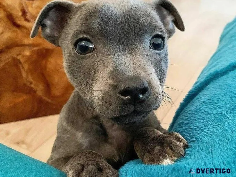 Staffordshire Bull Terrier Puppies