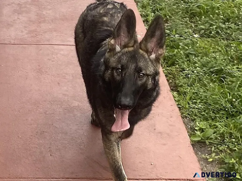 German Shepherd female puppy 6 months old