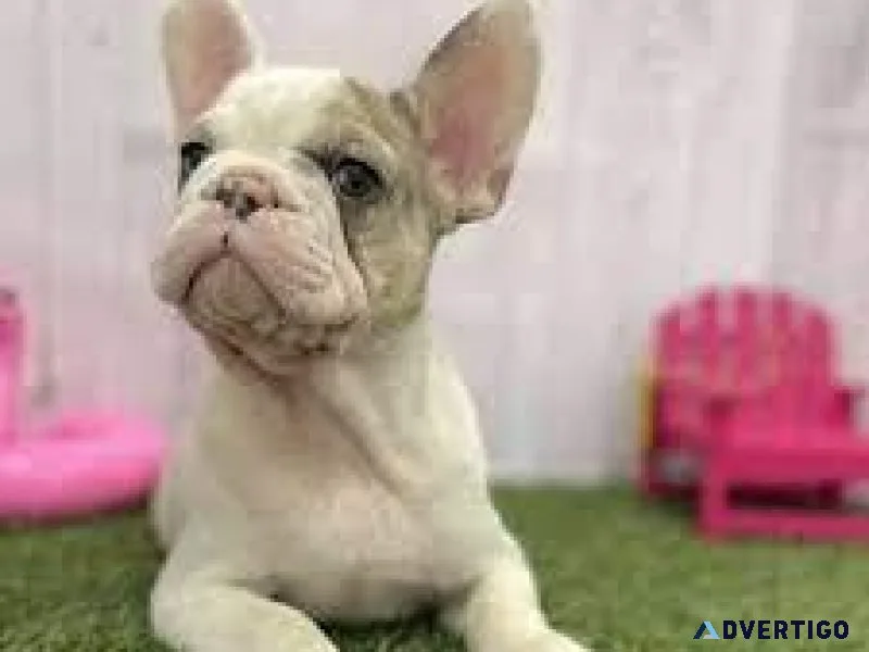 French Bulldog Puppies