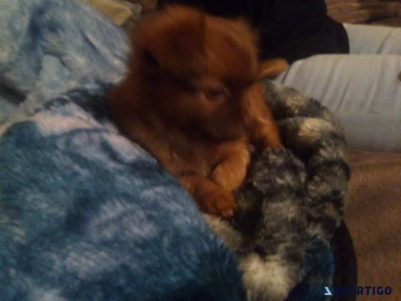 Mixed puppies male