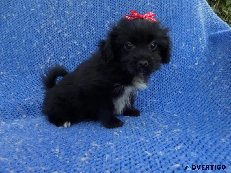 Pomshih Puppies