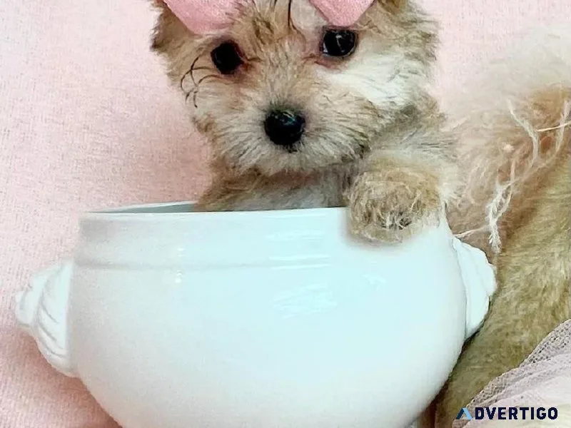 PUPPIES FOR SALE - TEACUPS AND TOYS DIFFERENT BREEDS