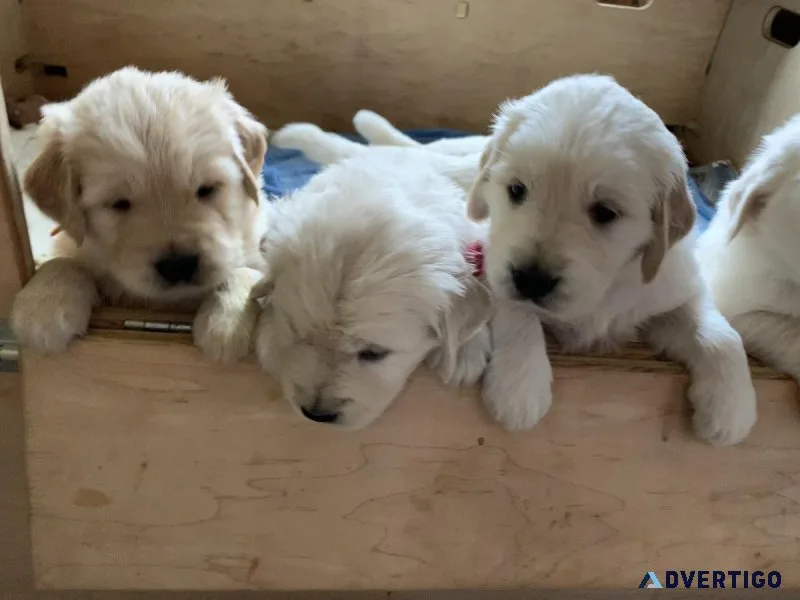 Golden Ret. pups 34 English OFA certs.
