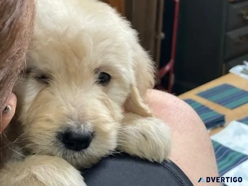 Goldendoodle puppies