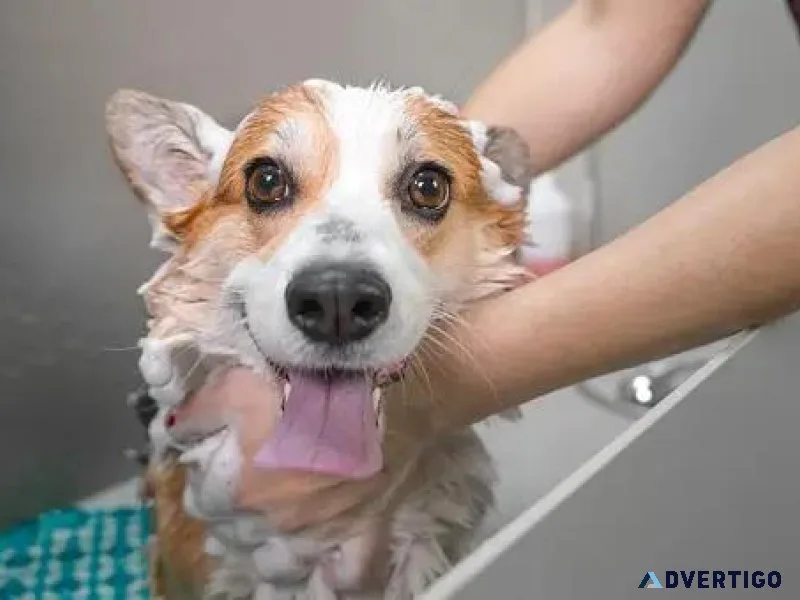 Dog Groomers in Patna Dog Baths Haircuts Nail Trimming
