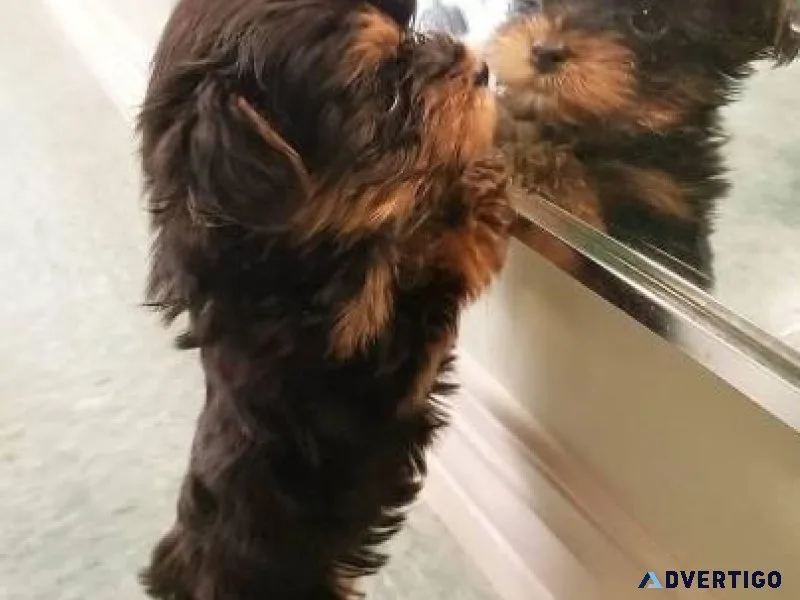 Beautiful male Yorkshire terrier puppies
