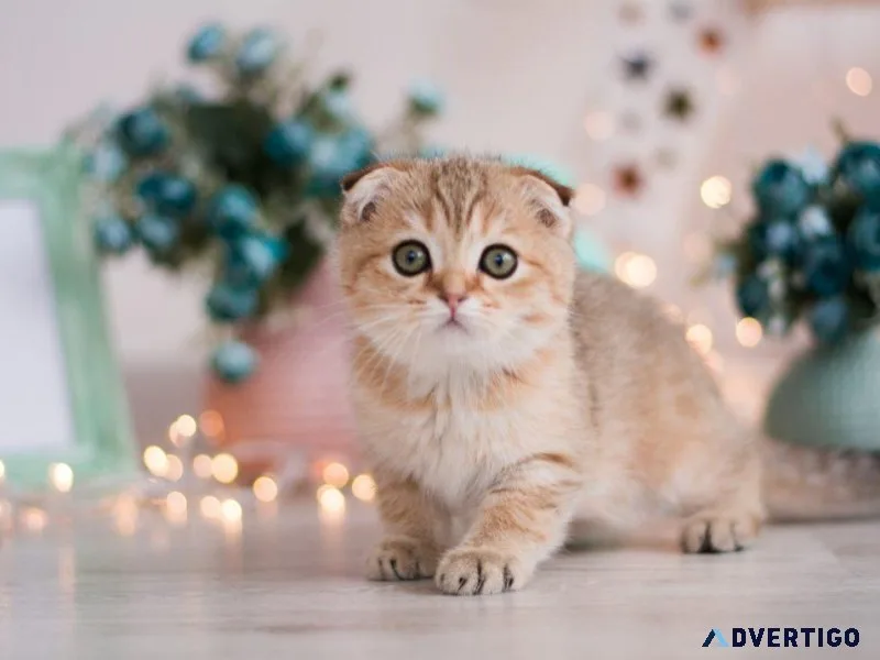Healthy munchkin kittens for adoption