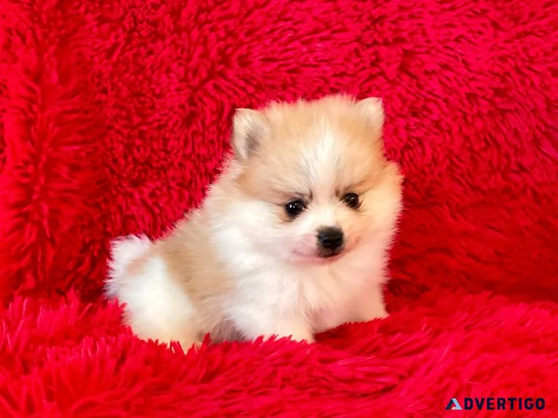Pomeranian Puppies