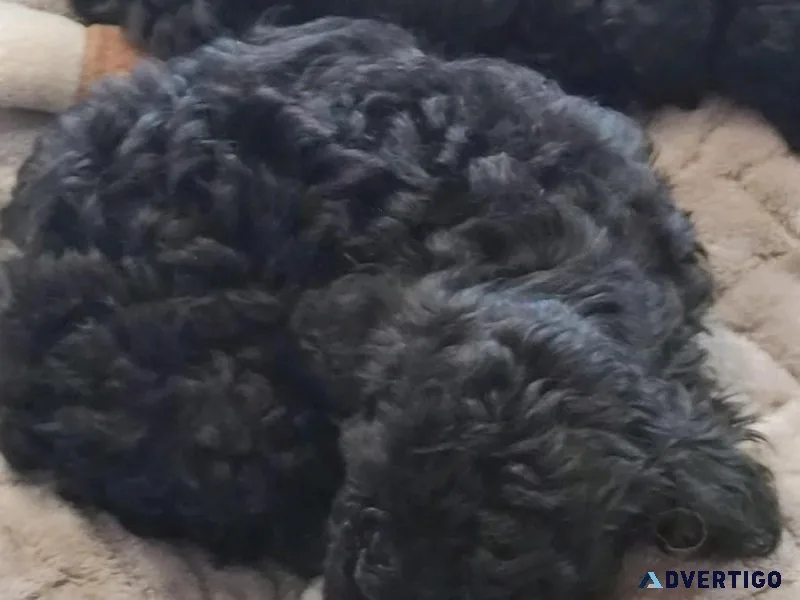 Toy Poodle puppies