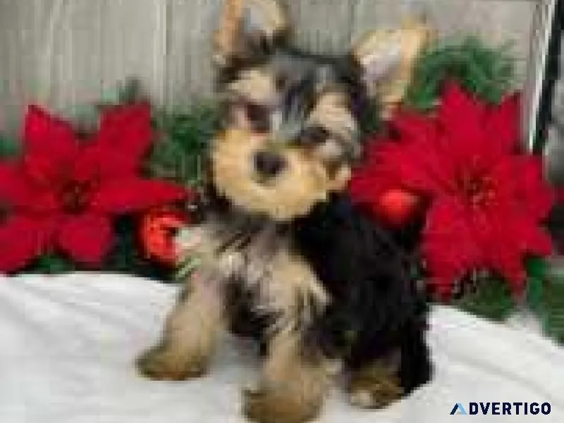 Tiny Yorkie puppies 1 girl 1 boy left ready now