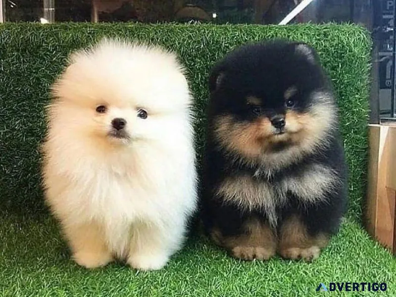 Pomeranian Puppies