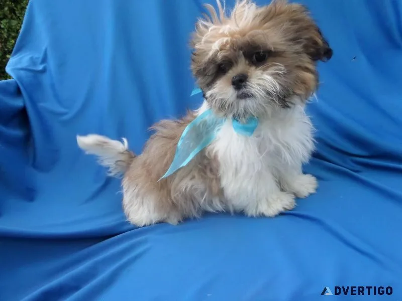 Shihtzu Puppies