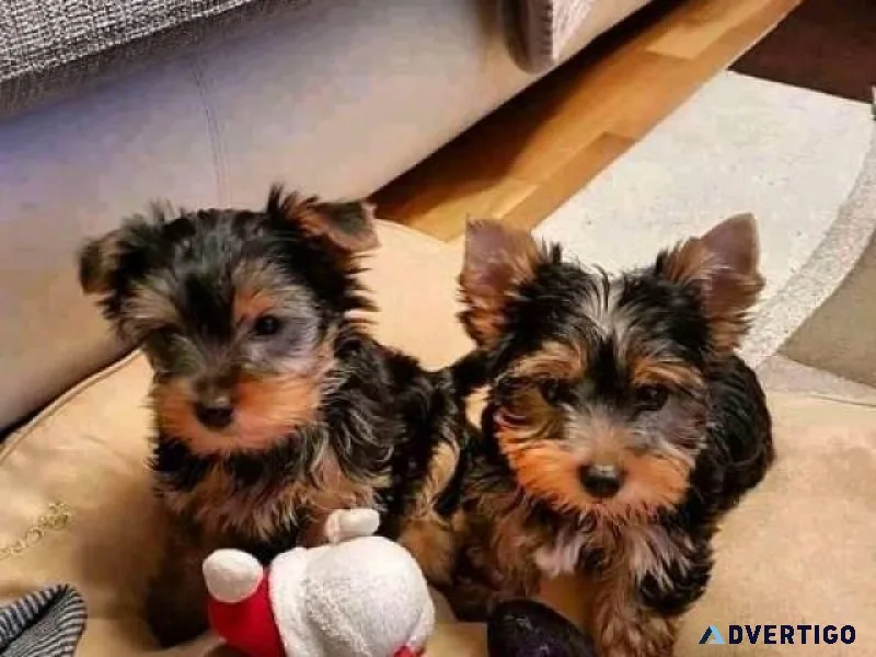 Miniature Yorkshire Terrier Puppy for Adoption