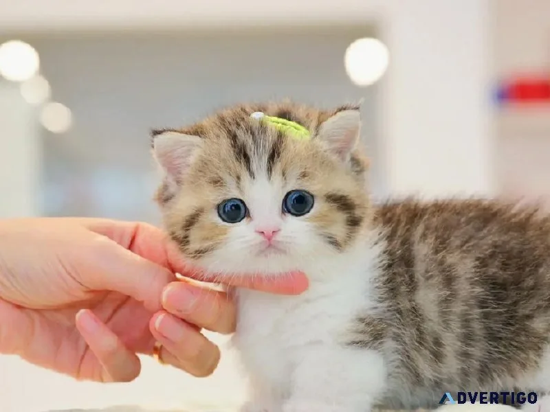 Adorable munchkin kitten for rehoming