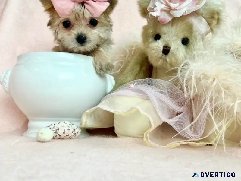 Teacup and Toy Puppies