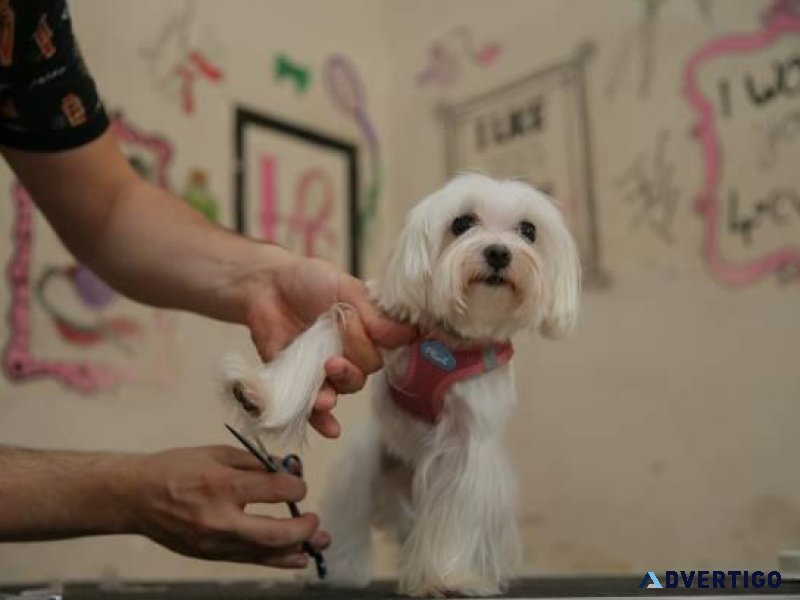 Dog Groomers in Raipur Dog Baths Haircuts Nail Trimming