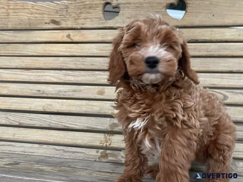 Mini f1b Goldendoodle puppy