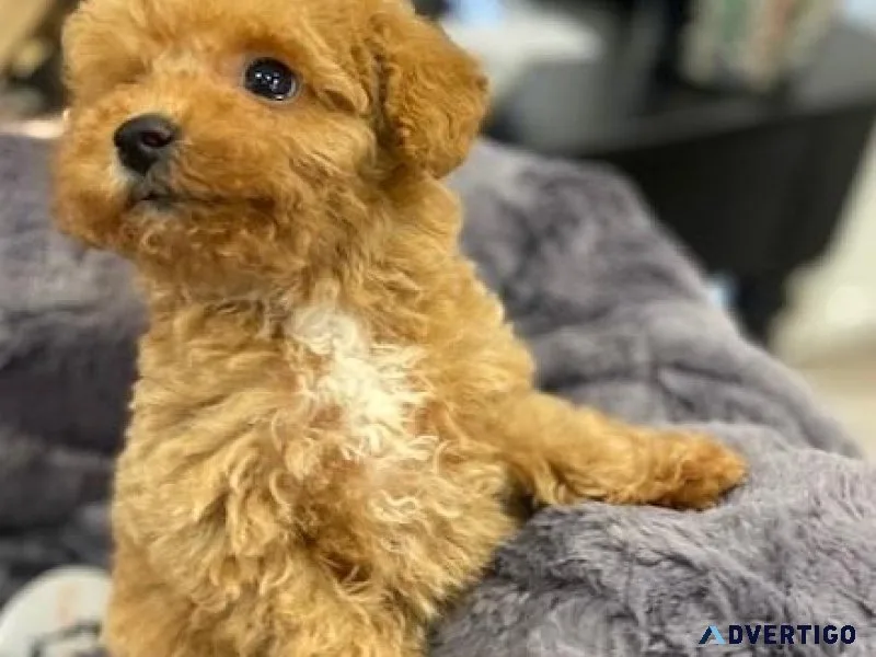 2 TOY POODLE PUPS AVAILABLE