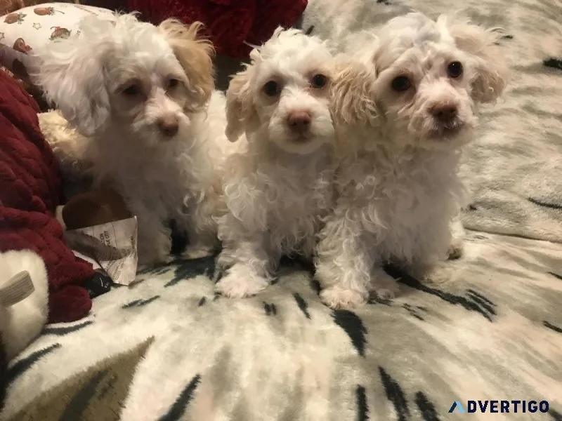 MaltiPoo puppies ready for a new home