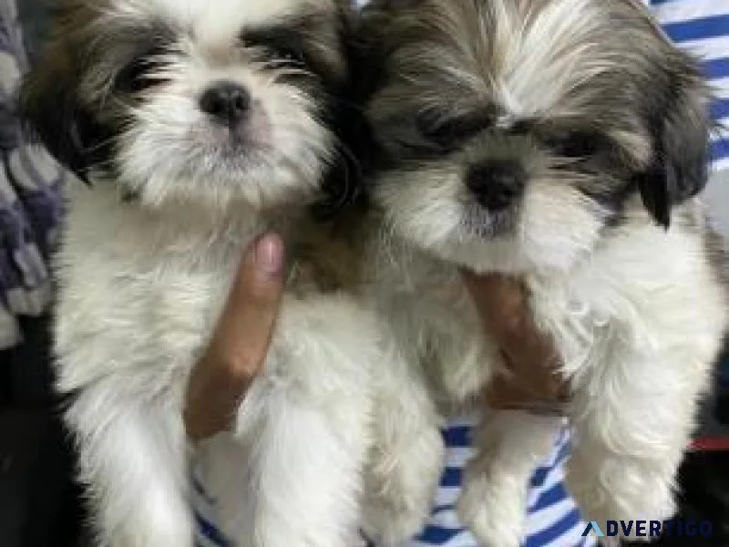 Malshi (Shih TzuMaltese Mix) Puppies - Ready to Go