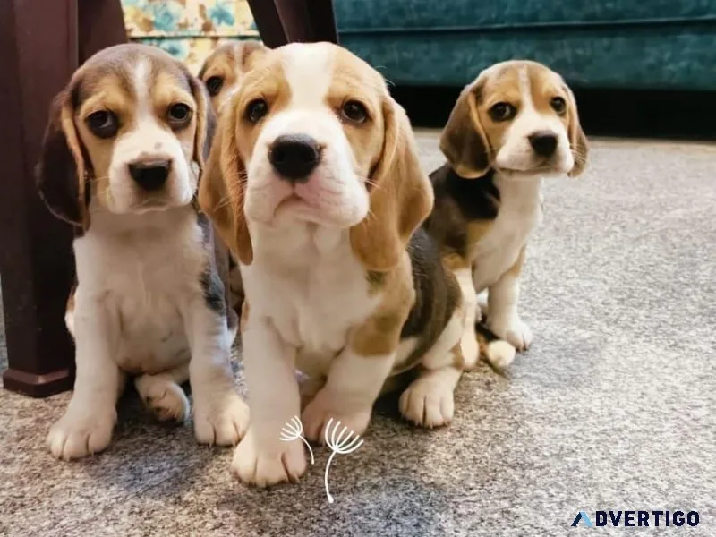 Beagle Puppies For Sale