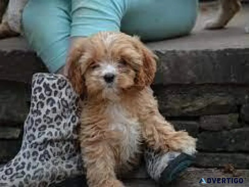 Cavapoo( Cavalier x poodle) puppies
